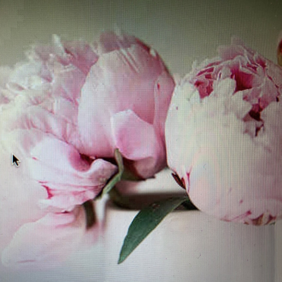 peonies2000